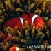 anemonefish_spinecheek_mid_h_0705_png1341.jpg